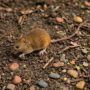 Hantavirus: Die Geschichte eines Virus – Dark Science Lab