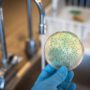 Berliner Seen speichern Resistenz-DNA – und das Risiko wächst im Schlamm